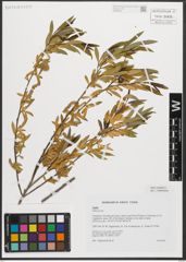 Foto von Salix triandra L.